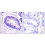 Immunohistochemistry - Anti-MYPT1 (phospho Thr853) Antibody (A0518) - Antibodies.com