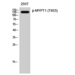 Western Blot - Anti-MYPT1 (phospho Thr853) Antibody (A0518) - Antibodies.com