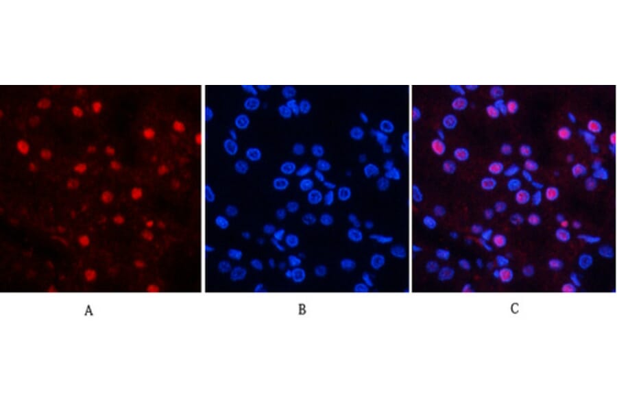 Immunofluorescence - Anti-MYPT1 (phospho Thr853) Antibody (A0518) - Antibodies.com