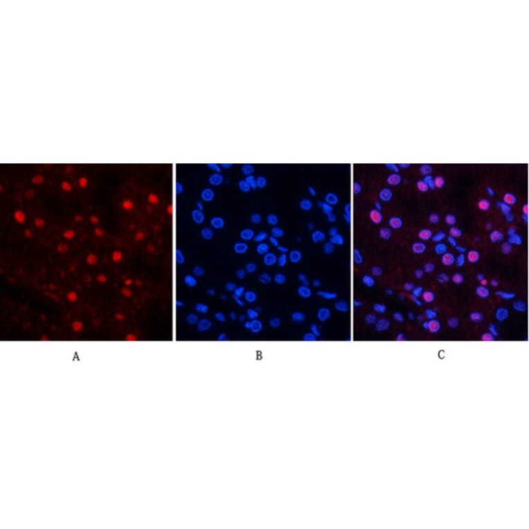 Immunofluorescence - Anti-MYPT1 (phospho Thr853) Antibody (A0518) - Antibodies.com