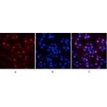 Immunofluorescence - Anti-MYPT1 (phospho Thr853) Antibody (A0518) - Antibodies.com