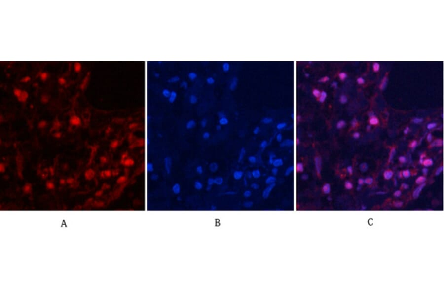 Immunofluorescence - Anti-MYPT1 (phospho Thr853) Antibody (A0518) - Antibodies.com