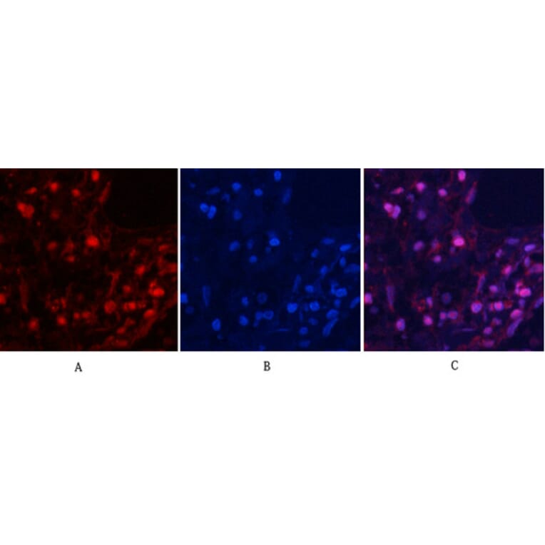 Immunofluorescence - Anti-MYPT1 (phospho Thr853) Antibody (A0518) - Antibodies.com