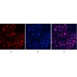 Immunofluorescence - Anti-MYPT1 (phospho Thr853) Antibody (A0518) - Antibodies.com
