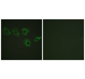 Immunofluorescence - Anti-MYPT1 (phospho Thr696) Antibody (A0517) - Antibodies.com