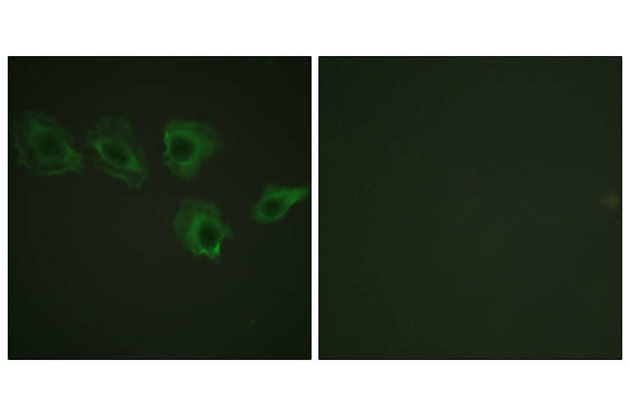 Immunofluorescence - Anti-MYPT1 (phospho Thr696) Antibody (A0517) - Antibodies.com