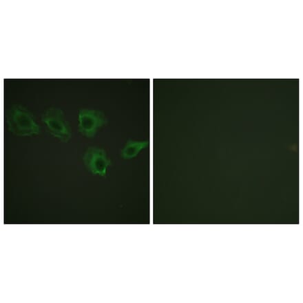 Immunofluorescence - Anti-MYPT1 (phospho Thr696) Antibody (A0517) - Antibodies.com