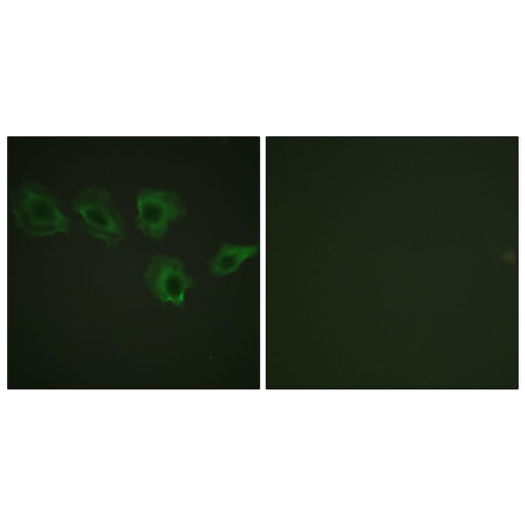 Immunofluorescence - Anti-MYPT1 (phospho Thr696) Antibody (A0517) - Antibodies.com