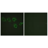 Immunofluorescence - Anti-MYPT1 (phospho Thr696) Antibody (A0517) - Antibodies.com