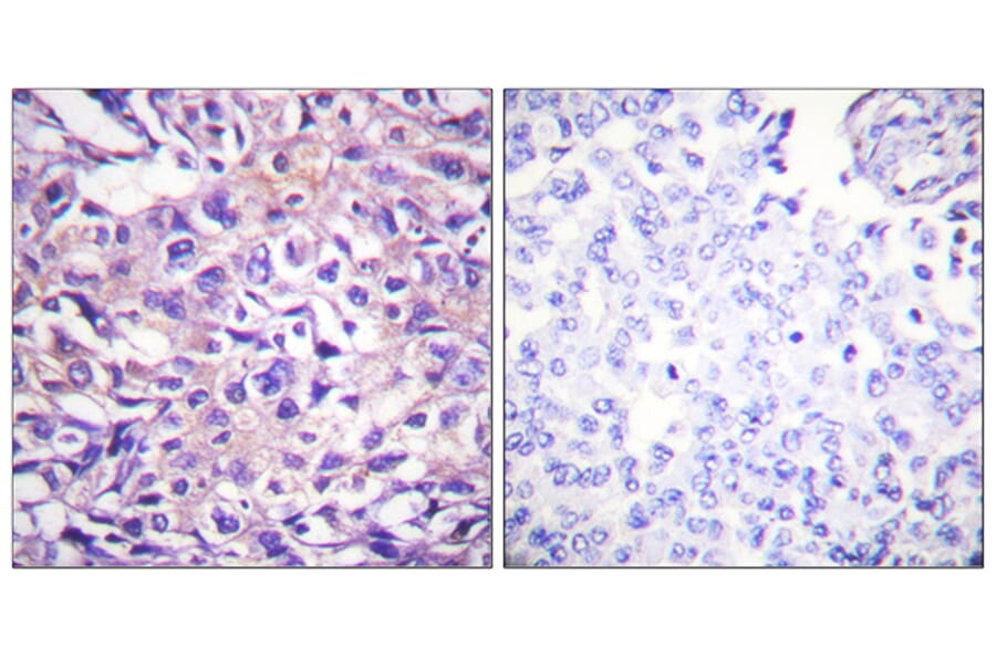 Immunohistochemistry - Anti-MYPT1 (phospho Thr696) Antibody (A0517) - Antibodies.com