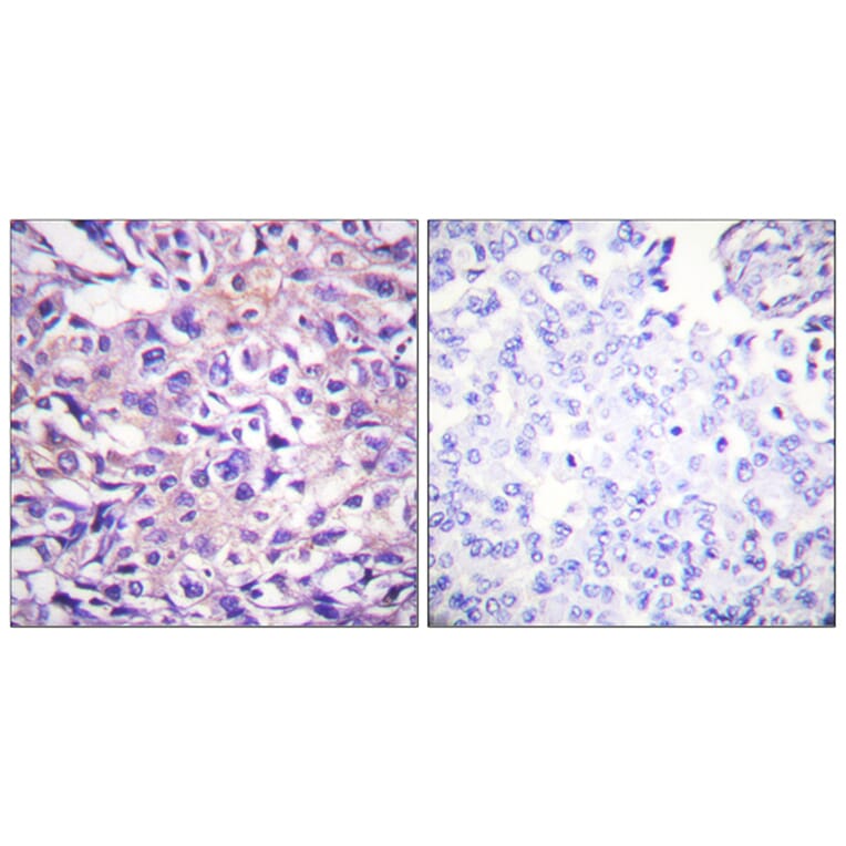 Immunohistochemistry - Anti-MYPT1 (phospho Thr696) Antibody (A0517) - Antibodies.com