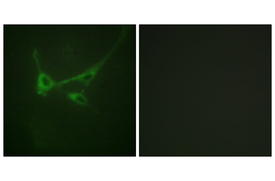Immunofluorescence - Anti-mTOR (phospho Ser2481) Antibody (A0688) - Antibodies.com