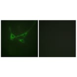 Immunofluorescence - Anti-mTOR (phospho Ser2481) Antibody (A0688) - Antibodies.com