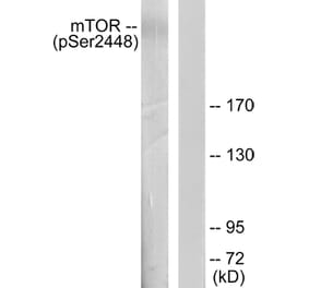 Western Blot - Anti-mTOR (phospho Ser2448) Antibody (A7156) - Antibodies.com