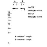 Western Blot - Anti-mTOR (phospho Ser2448) Antibody (A7156) - Antibodies.com