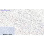 Immunohistochemistry - Anti-mTOR (phospho Ser2448) Antibody (A7156) - Antibodies.com