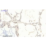 Immunohistochemistry - Anti-mTOR (phospho Ser2448) Antibody (A7156) - Antibodies.com