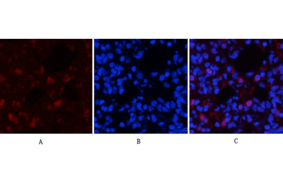 Immunofluorescence - Anti-mTOR (phospho Ser2448) Antibody (A7156) - Antibodies.com