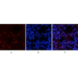 Immunofluorescence - Anti-mTOR (phospho Ser2448) Antibody (A7156) - Antibodies.com