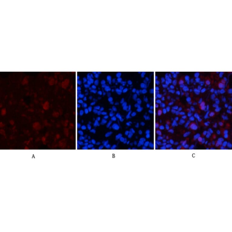 Immunofluorescence - Anti-mTOR (phospho Ser2448) Antibody (A7156) - Antibodies.com