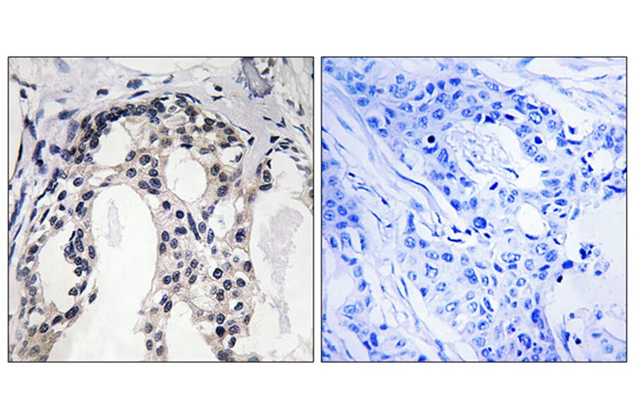 Immunohistochemistry - Anti-Merlin (phospho Ser10) Antibody (A8046) - Antibodies.com