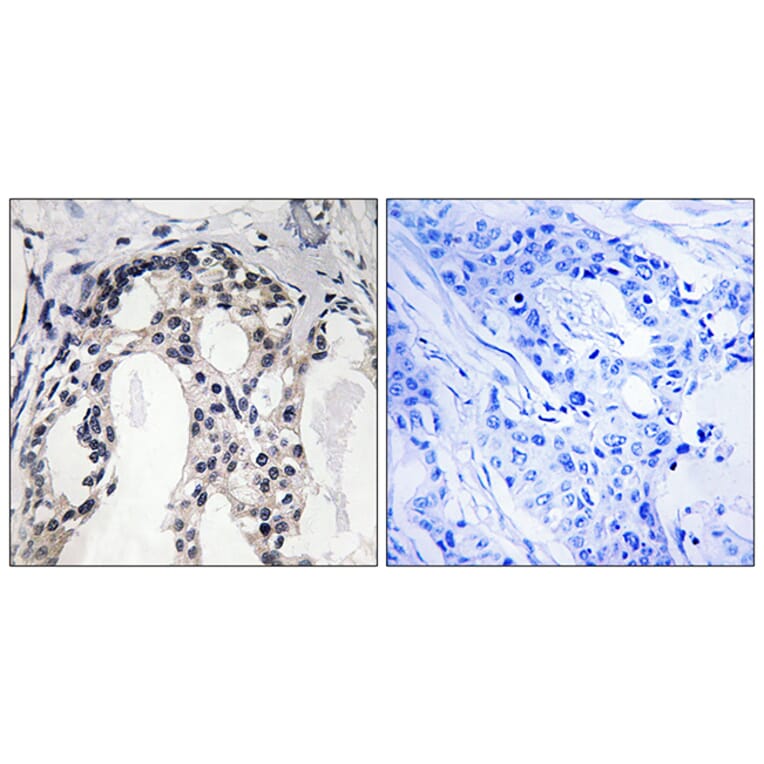 Immunohistochemistry - Anti-Merlin (phospho Ser10) Antibody (A8046) - Antibodies.com