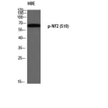 Western Blot - Anti-Merlin (phospho Ser10) Antibody (A8046) - Antibodies.com