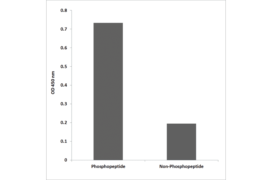 ELISA - Anti-Merlin (phospho Ser10) Antibody (P12-1148) - Antibodies.com