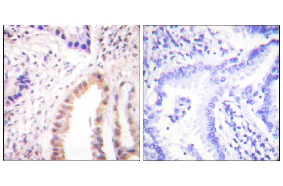 Immunohistochemistry - Anti-MEF2D (phospho Ser444) Antibody (A0510) - Antibodies.com