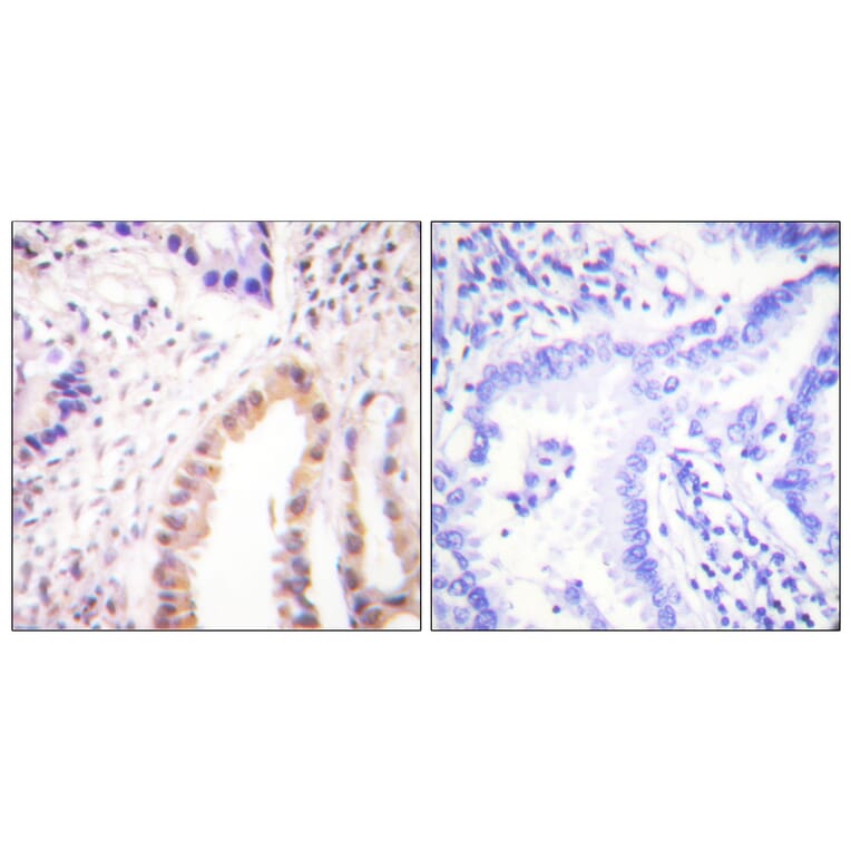 Immunohistochemistry - Anti-MEF2D (phospho Ser444) Antibody (A0510) - Antibodies.com