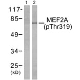 Western Blot - Anti-MEF2A (phospho Thr319) Antibody (A7145) - Antibodies.com