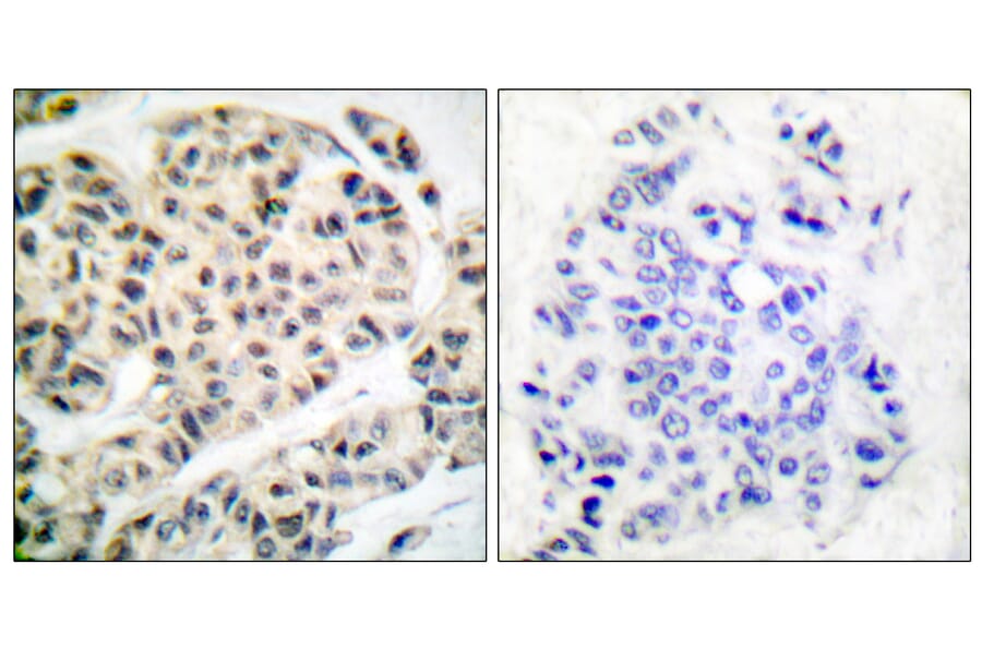 Immunohistochemistry - Anti-MEF2A (phospho Thr319) Antibody (A7145) - Antibodies.com