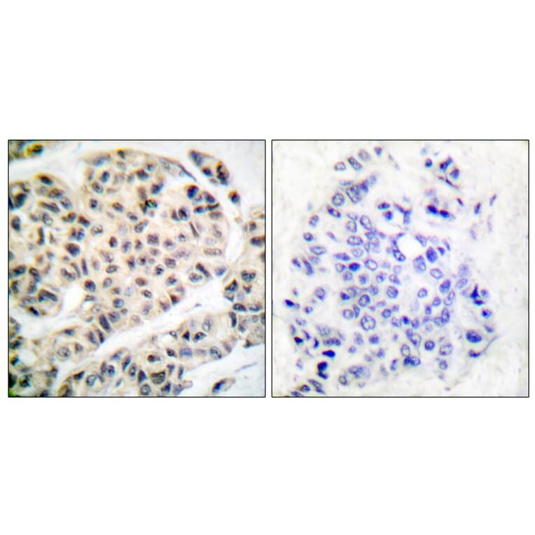 Immunohistochemistry - Anti-MEF2A (phospho Thr319) Antibody (A7145) - Antibodies.com