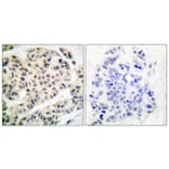 Immunohistochemistry - Anti-MEF2A (phospho Thr319) Antibody (A7145) - Antibodies.com