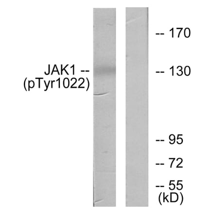 Western Blot - Anti-JAK1 (phospho Tyr1022) Antibody (A7125) - Antibodies.com