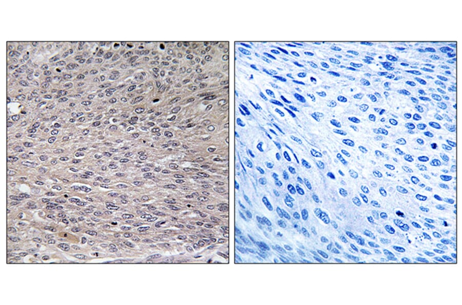 Immunohistochemistry - Anti-IREB1 (phospho Ser711) Antibody (A1075) - Antibodies.com