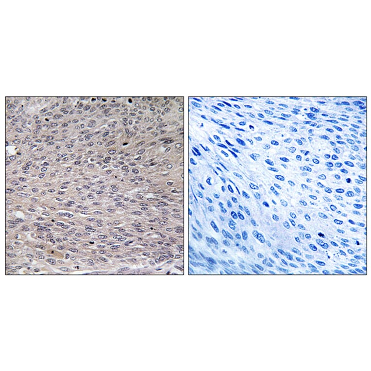 Immunohistochemistry - Anti-IREB1 (phospho Ser711) Antibody (A1075) - Antibodies.com