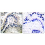 Immunohistochemistry - Anti-Guanylate Cyclase beta Antibody (C0219) - Antibodies.com
