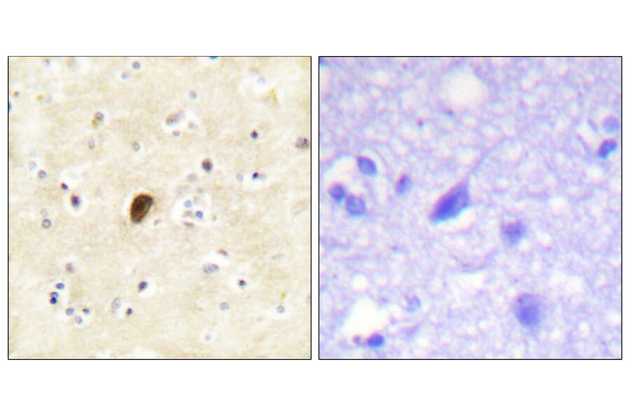 Immunohistochemistry - Anti-GluR4 (phospho Ser862) Antibody (A0936) - Antibodies.com