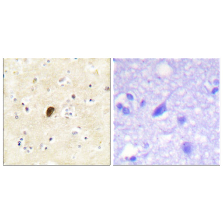 Immunohistochemistry - Anti-GluR4 (phospho Ser862) Antibody (A0936) - Antibodies.com