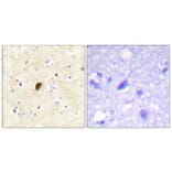 Immunohistochemistry - Anti-GluR4 (phospho Ser862) Antibody (A0936) - Antibodies.com