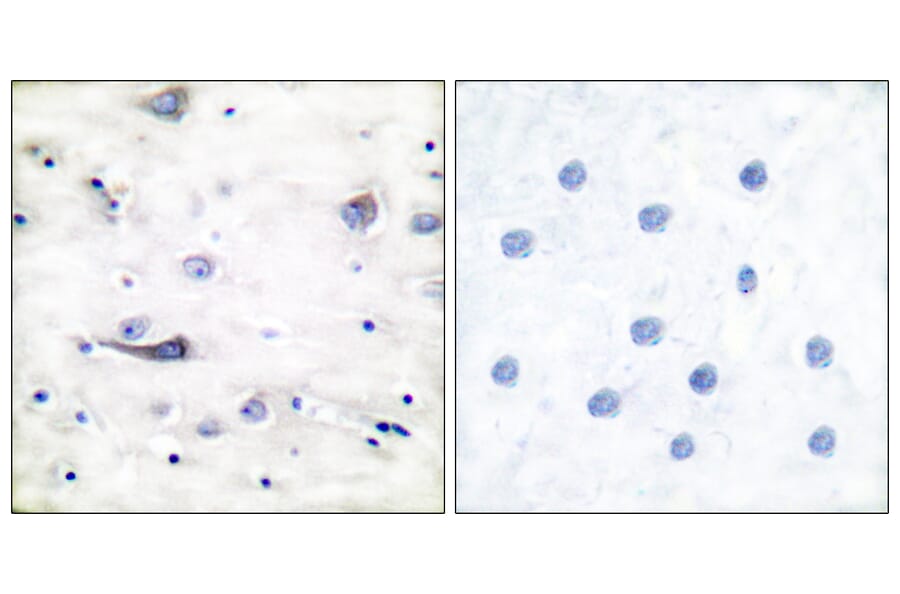 Immunohistochemistry - Anti-GluR1 (phospho Ser863) Antibody (A7095) - Antibodies.com