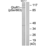 Western Blot - Anti-GluR1 (phospho Ser863) Antibody (A7095) - Antibodies.com