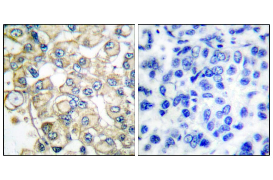 Immunohistochemistry - Anti-FGFR1 Oncogene Partner Antibody (C0190) - Antibodies.com