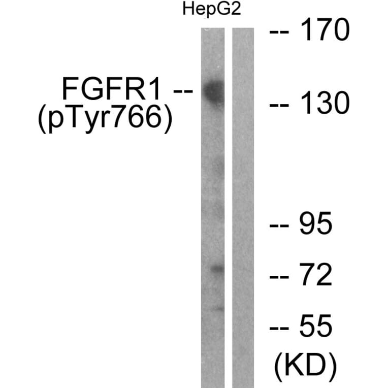 Western Blot - Anti-FGFR1 (phospho Tyr766) Antibody (A0480) - Antibodies.com