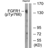 Western Blot - Anti-FGFR1 (phospho Tyr766) Antibody (A0480) - Antibodies.com