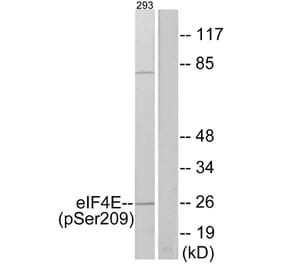 Western Blot - Anti-eIF4E (phospho Ser209) Antibody (A7067) - Antibodies.com