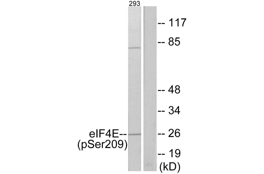 Western Blot - Anti-eIF4E (phospho Ser209) Antibody (A7067) - Antibodies.com