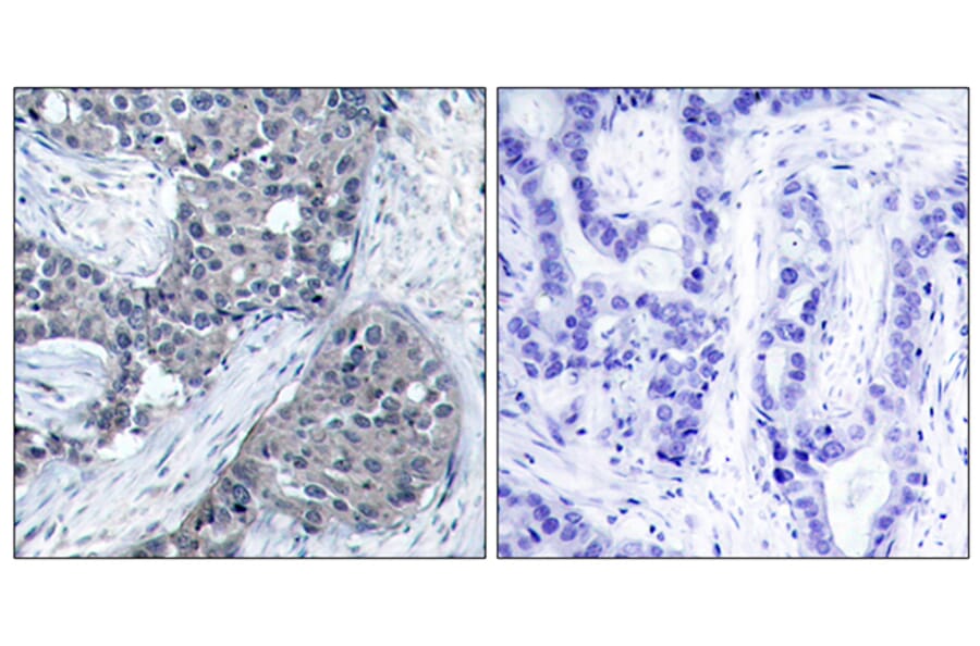 Immunohistochemistry - Anti-eIF4E (phospho Ser209) Antibody (A7067) - Antibodies.com
