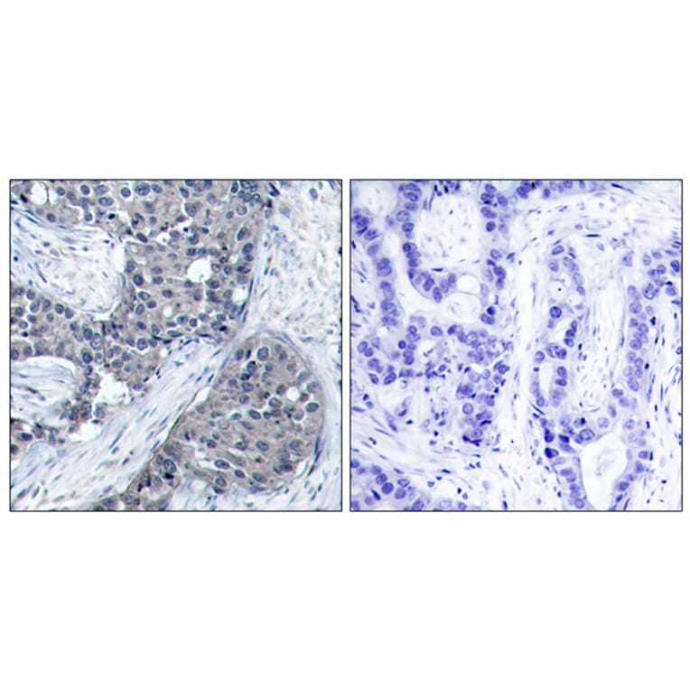 Immunohistochemistry - Anti-eIF4E (phospho Ser209) Antibody (A7067) - Antibodies.com